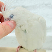 【最新画像更新🪄もうすぐひとり餌‪☆】未来が楽しみ♬*°うぶうぶちゃん🐣💗オカメインコ(ピュアホワイト) ヒナ