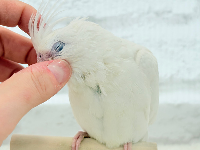 【最新画像更新🪄もうすぐひとり餌☆】未来が楽しみ♬*°うぶうぶちゃん🐣💗オカメインコ(ピュアホワイト) ヒナ 【最新画像更新🪄もうすぐひとり餌☆】未来が楽しみ♬*°うぶうぶちゃん🐣💗オカメインコ(ピュアホワイト) ヒナ