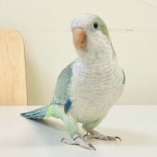 【最新画像】どこから見ても可愛すぎます🩵オキナインコ（アクアブルーオパーリン）