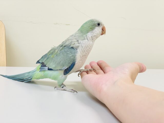 オキナインコ