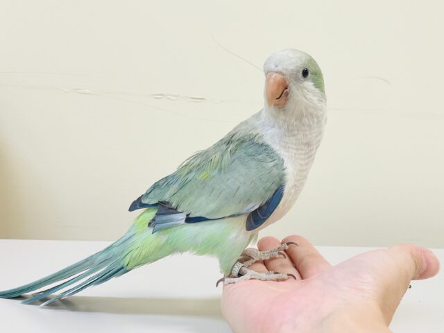 オキナインコ