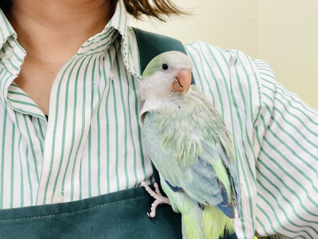 オキナインコ