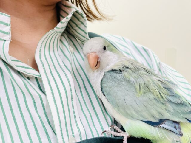 オキナインコ
