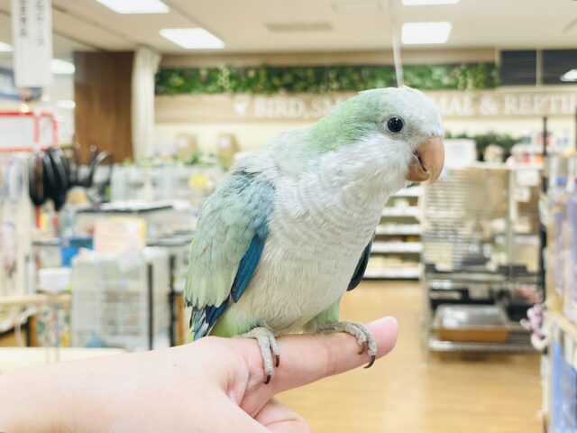 最新画像】どこから見ても可愛すぎます🩵オキナインコ（アクアブルー
