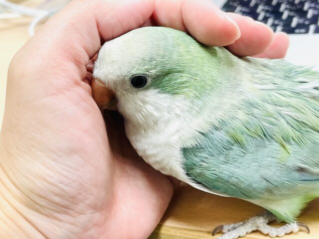 オキナインコ