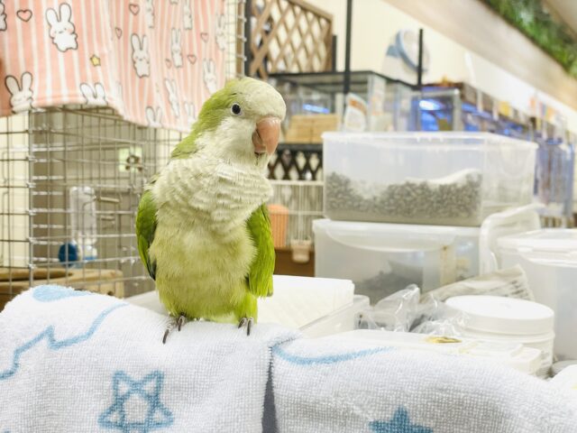 【最新画像】カキカキ時のうっとり顔がたまりません💚オキナインコ(ノーマル) オキナインコ