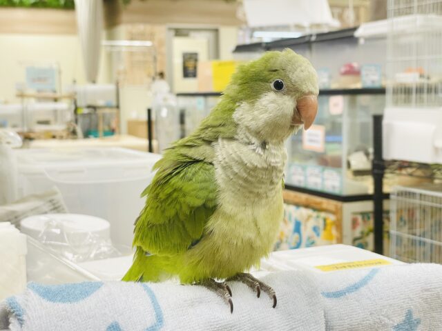 【最新画像】カキカキ時のうっとり顔がたまりません💚オキナインコ(ノーマル) オキナインコ