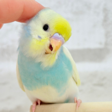 【最新画像更新🪄】おめめまんまる♥キュートフェイス♡セキセイインコ(パステルレインボーパイド) ヒナ