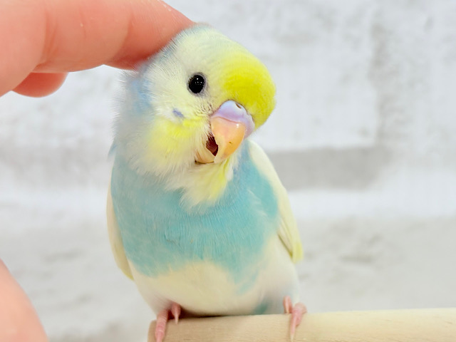 【最新画像更新🪄】おめめまんまる♥キュートフェイス♡セキセイインコ(パステルレインボーパイド) ヒナ