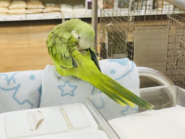 【最新画像】カキカキ時のうっとり顔がたまりません💚オキナインコ(ノーマル) オキナインコ