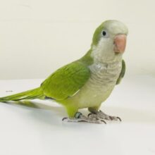 【最新画像】カキカキ時のうっとり顔がたまりません💚オキナインコ（ノーマル）