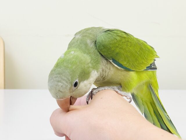 【最新画像】カキカキ時のうっとり顔がたまりません💚オキナインコ(ノーマル) オキナインコ