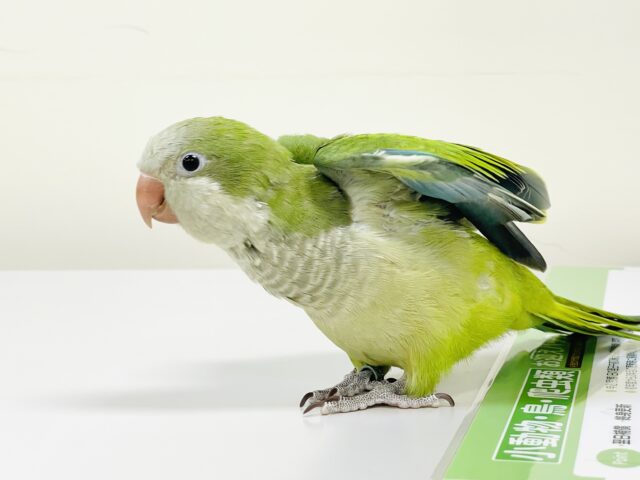 【最新画像】カキカキ時のうっとり顔がたまりません💚オキナインコ(ノーマル) オキナインコ