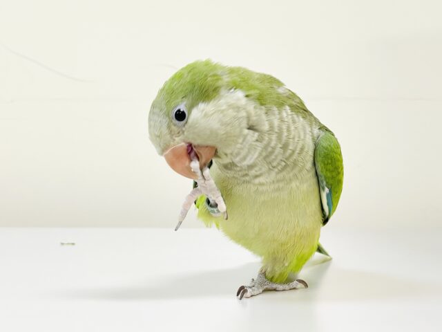 【最新画像】カキカキ時のうっとり顔がたまりません💚オキナインコ(ノーマル) オキナインコ