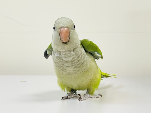 【最新画像】カキカキ時のうっとり顔がたまりません💚オキナインコ(ノーマル) オキナインコ