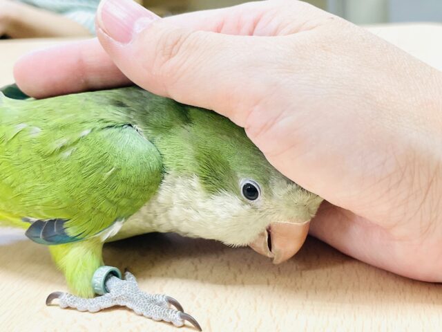 【最新画像】カキカキ時のうっとり顔がたまりません💚オキナインコ(ノーマル) オキナインコ