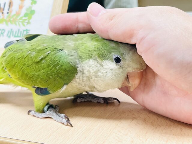 【最新画像】カキカキ時のうっとり顔がたまりません💚オキナインコ(ノーマル) オキナインコ