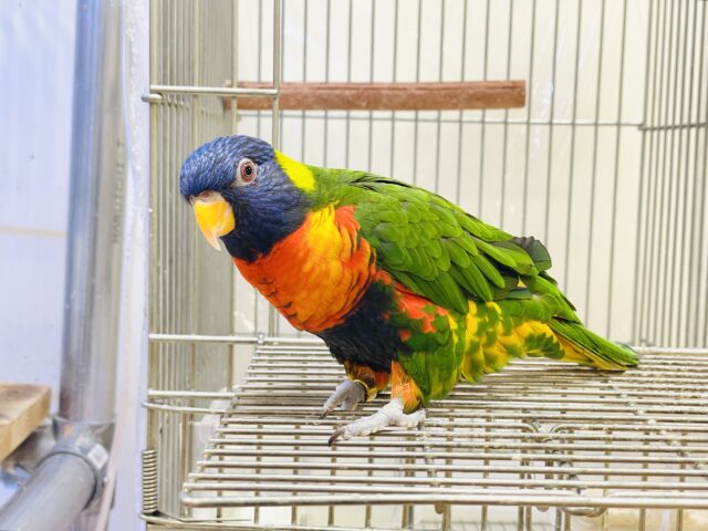 ゴシキセイガイインコ