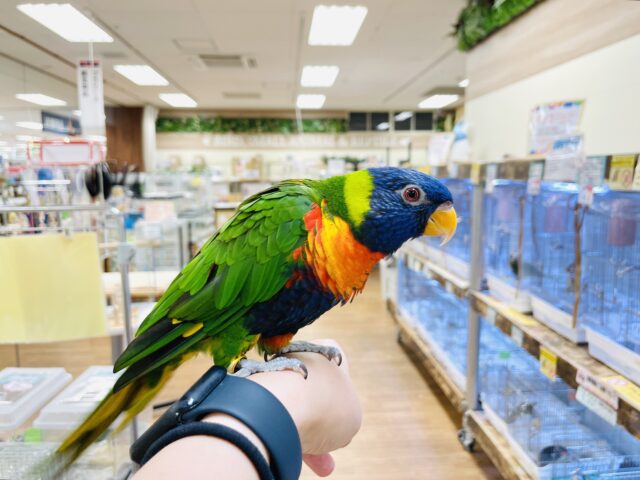 ゴシキセイガイインコ