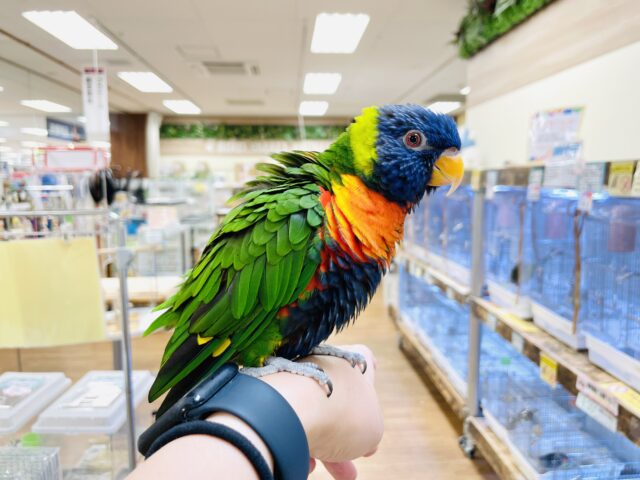 ゴシキセイガイインコ