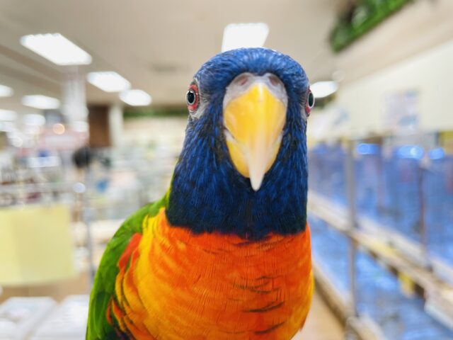 ゴシキセイガイインコ