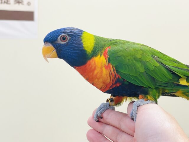 ゴシキセイガイインコ