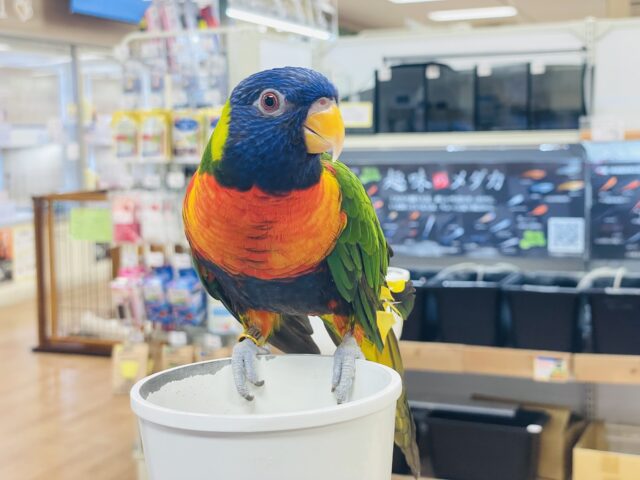 ゴシキセイガイインコ