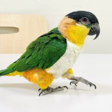 【最新動画】黒い頭が魅力的な元気っ子💕ズグロシロハラインコ（男の子）
