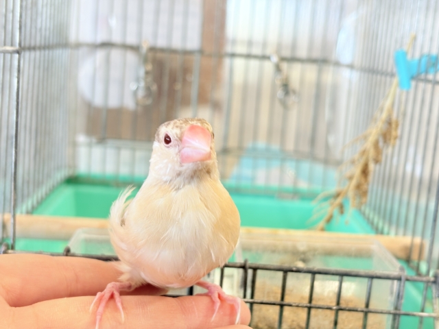 シナモン文鳥