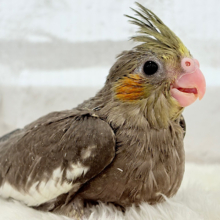 【最新画像更新🪄】ベビベビ怪獣がやって来た🦕🩶オカメインコ(ノーマル) ヒナ