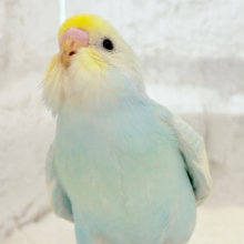 【最新画像更新🪄】表情豊か♫どの角度がお好みですか？💖セキセイインコ(パステルレインボー) ヒナ