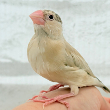 【最新画像更新🪄ひとり餌・カゴデビュー☆】ぬくぬく一緒に過ごそうよ~♩♩シナモン文鳥 ヒナ