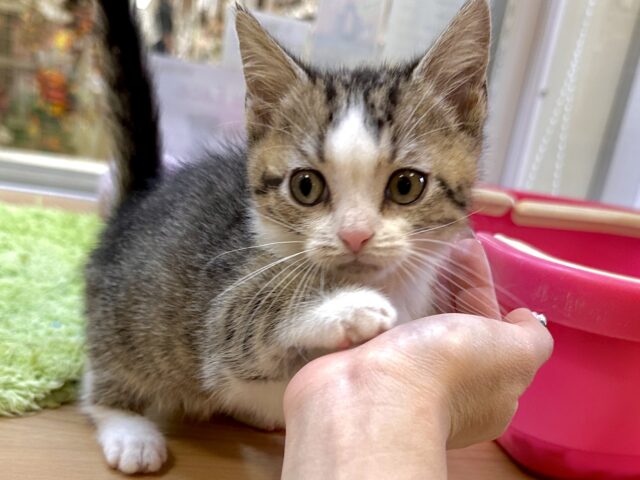 たくさん甘えさせて?🤎マンチカン男の子 マンチカン