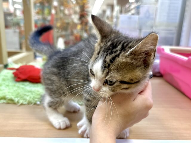 たくさん甘えさせて?🤎マンチカン男の子 マンチカン