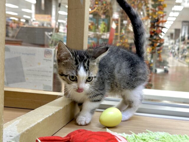たくさん甘えさせて?🤎マンチカン男の子 マンチカン
