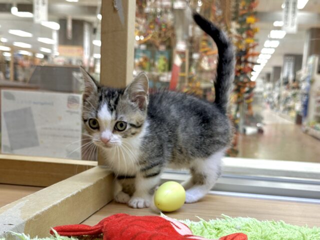 たくさん甘えさせて?🤎マンチカン男の子 マンチカン