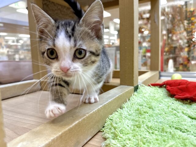 たくさん甘えさせて?🤎マンチカン男の子 マンチカン