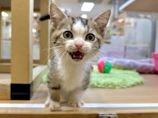たくさん甘えさせて?🤎マンチカン男の子 マンチカン
