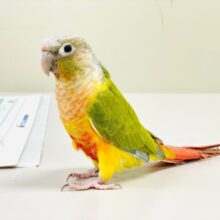 【最新画像】カラフルかわいい甘えんぼう🍍✨ホオミドリウロコインコちゃん(パイナップル)