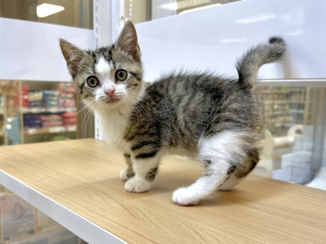 たくさん甘えさせて?🤎マンチカン男の子 マンチカン