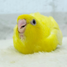 【最新画像・動画更新🪄】あざと可愛いたんぽぽの天使🐣🌼サザナミインコ(ルチノー) ヒナ
