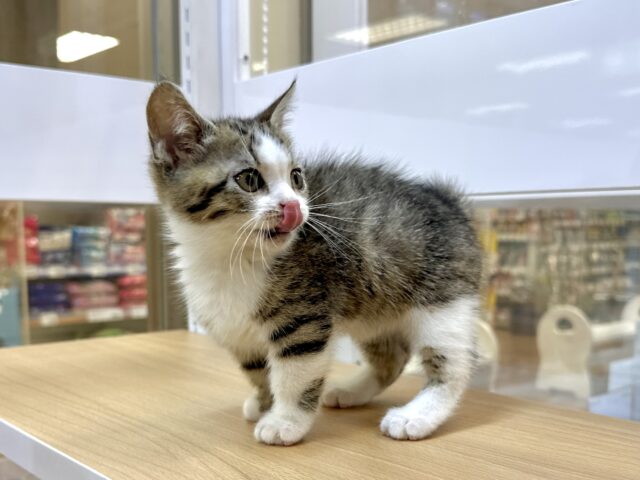 たくさん甘えさせて?🤎マンチカン男の子 マンチカン