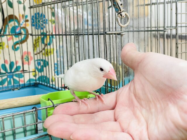 白文鳥