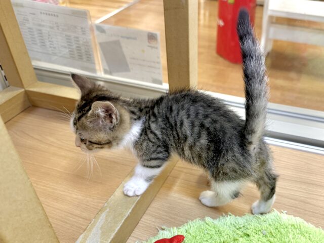 たくさん甘えさせて?🤎マンチカン男の子 マンチカン