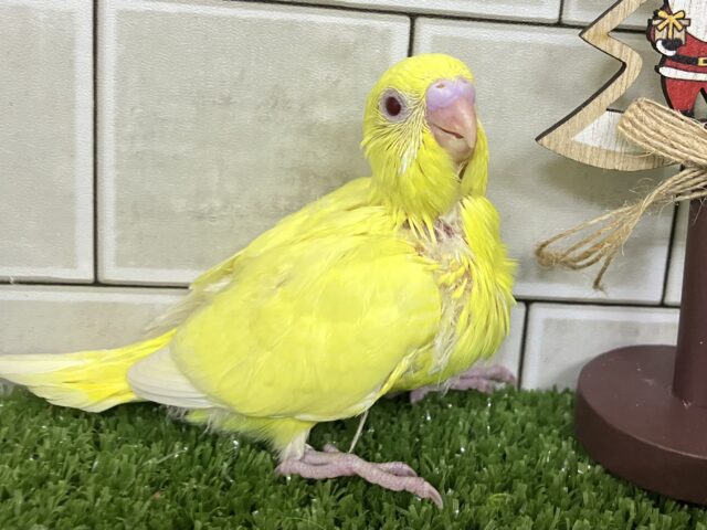 オムにきらり⟡.*パプリカEYES❤️🫑セキセイインコ(ルチノー/2025年11月生まれ)