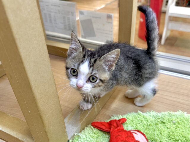 たくさん甘えさせて?🤎マンチカン男の子 マンチカン