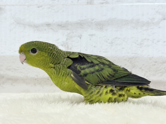 サザナミインコ