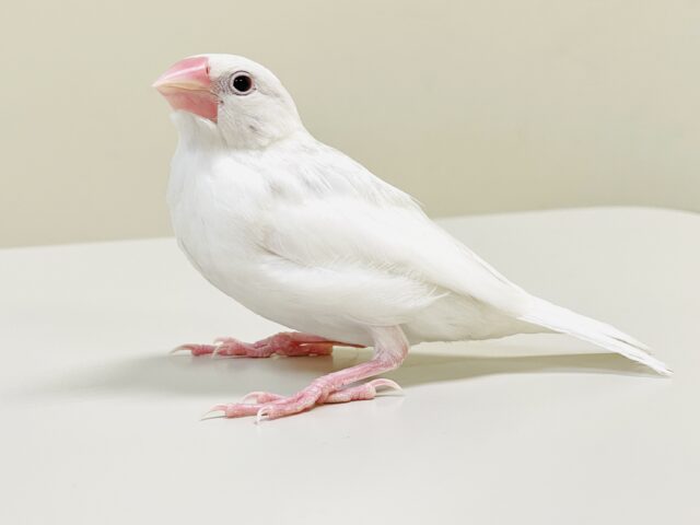 最新画像】手の上で寝ちゃうよ🤍白文鳥