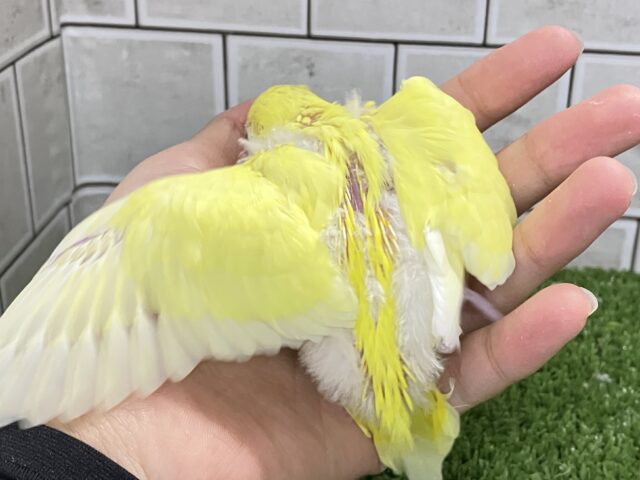 セキセイインコ
