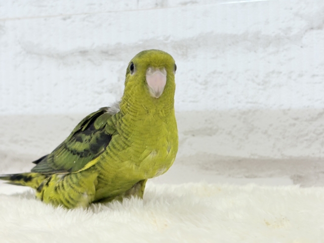 サザナミインコ